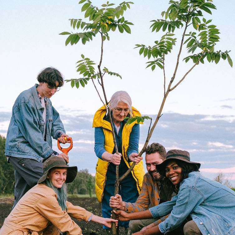 tree plantation volunteers